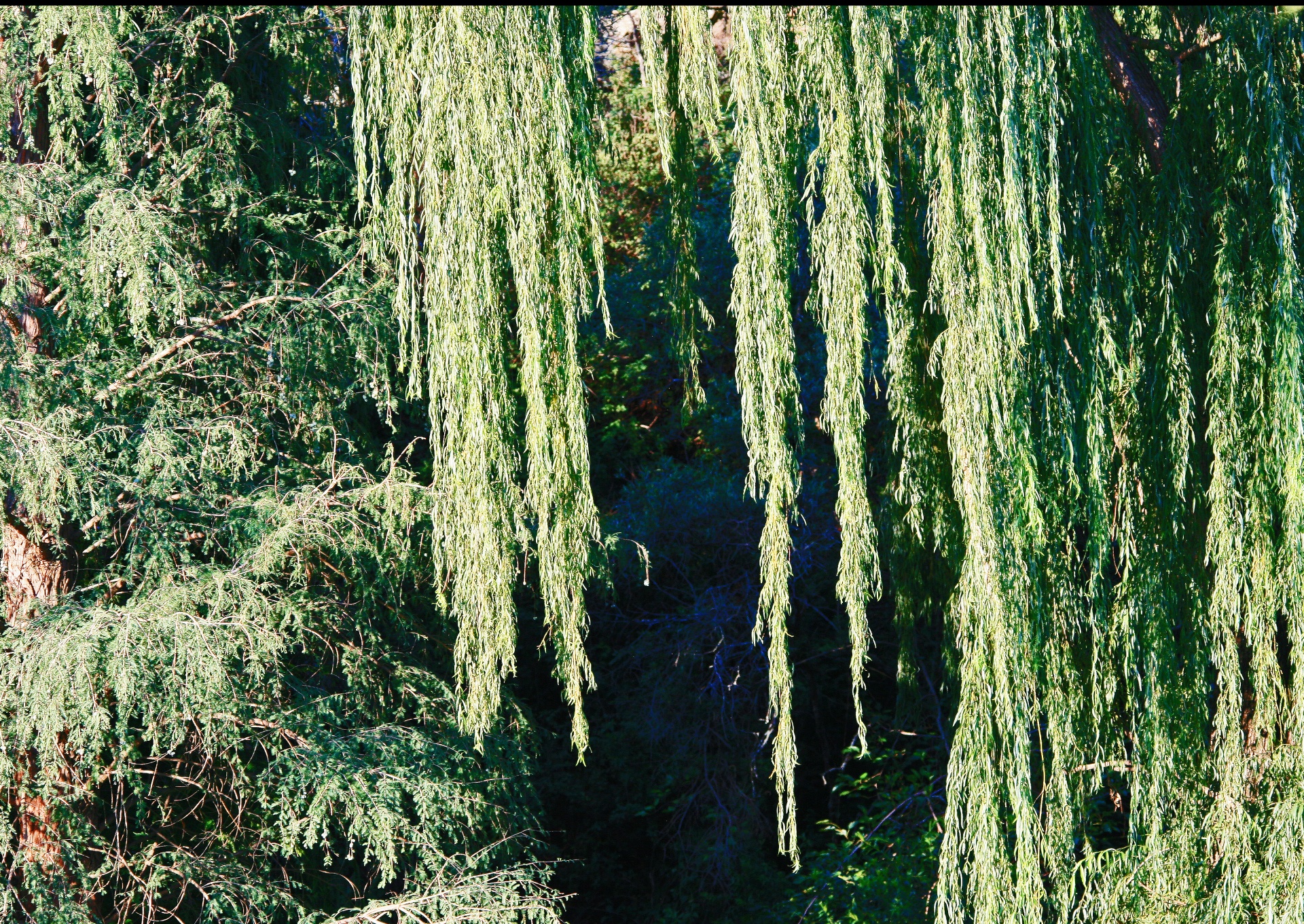 tree willow boughs free photo