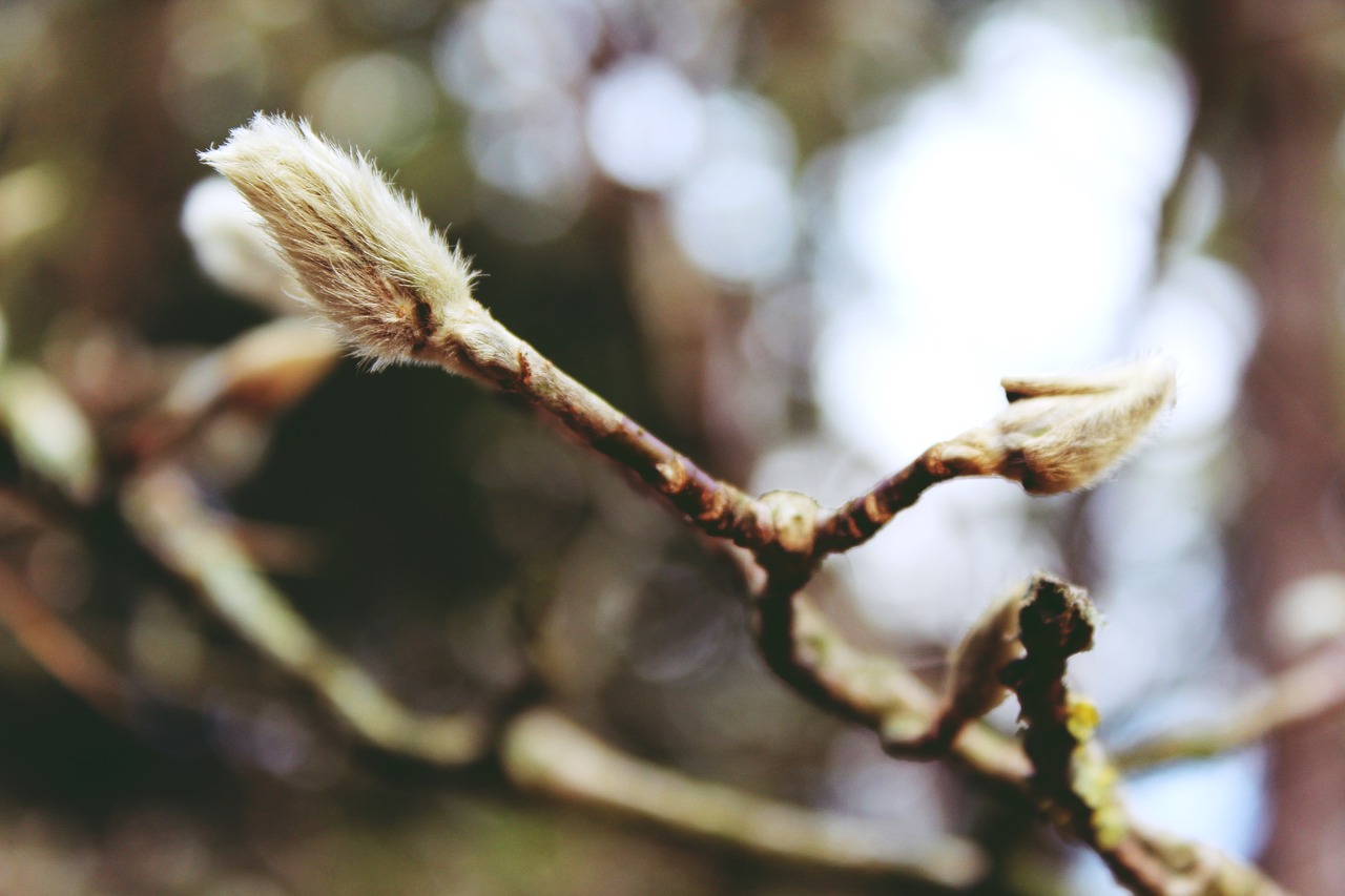 willow catkin tree nature free photo