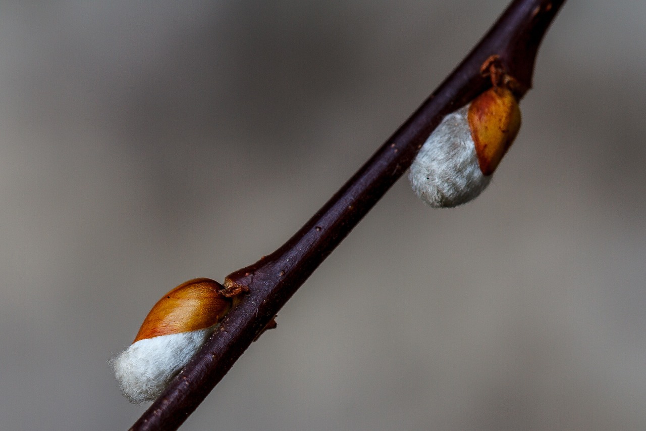 willow catkin hängeweide branch free photo