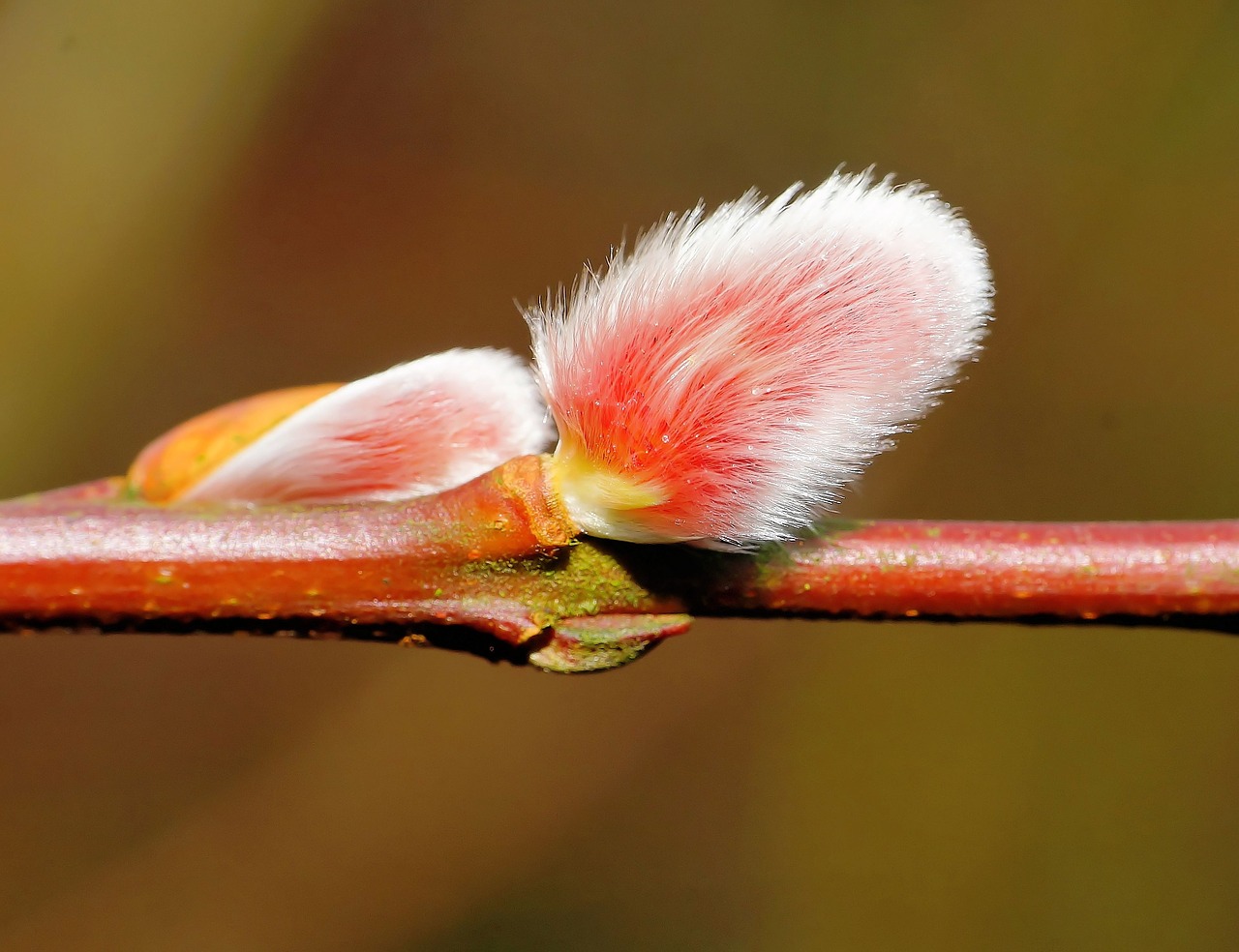 willow catkin february bush free photo