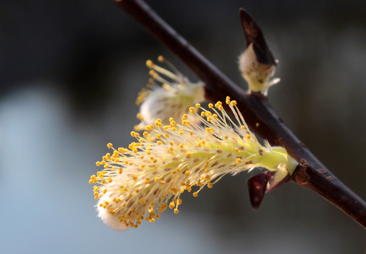 willow catkin bloom spring free photo