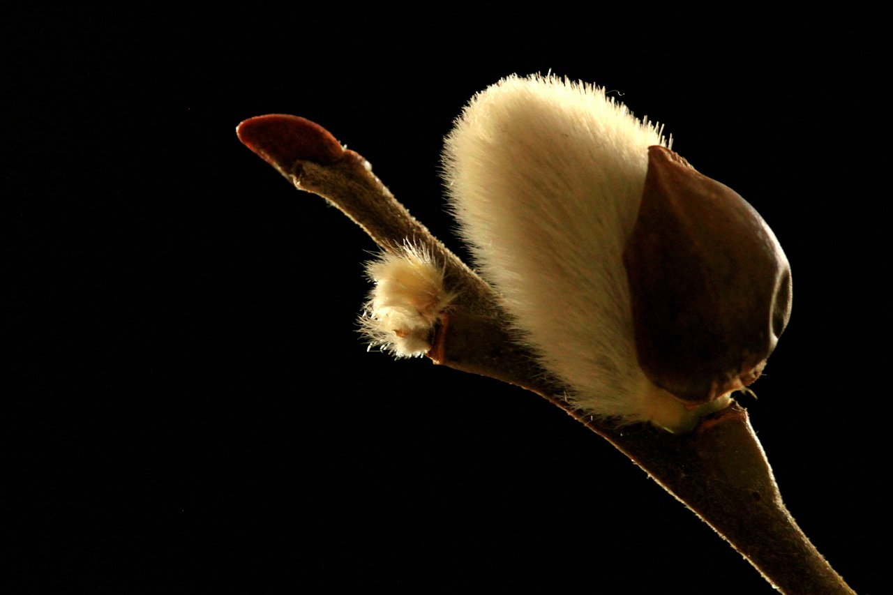 willow catkin pasture bud free photo