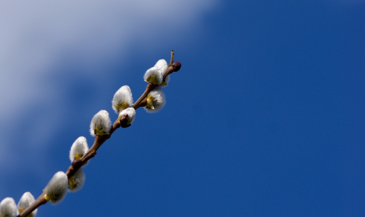 willow catkin blue spring free photo