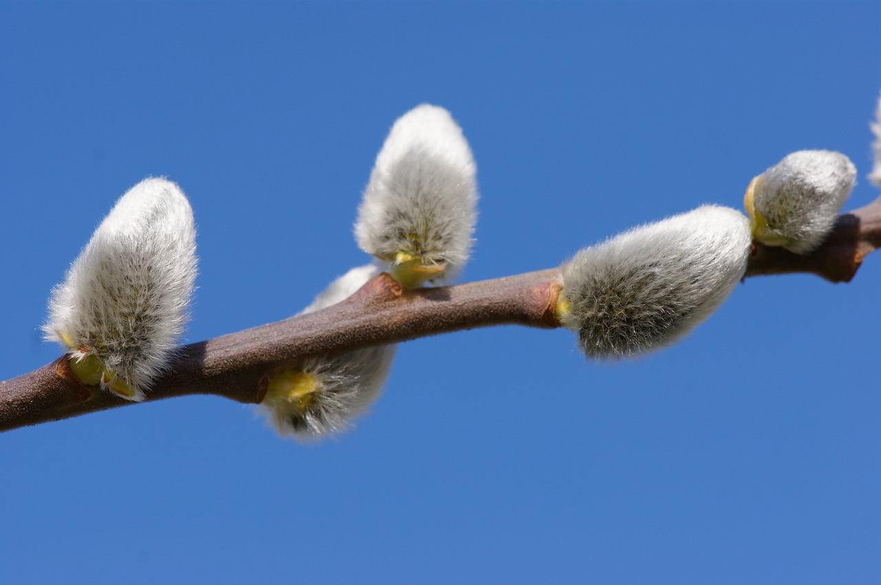 willow catkin hairy fluffy free photo