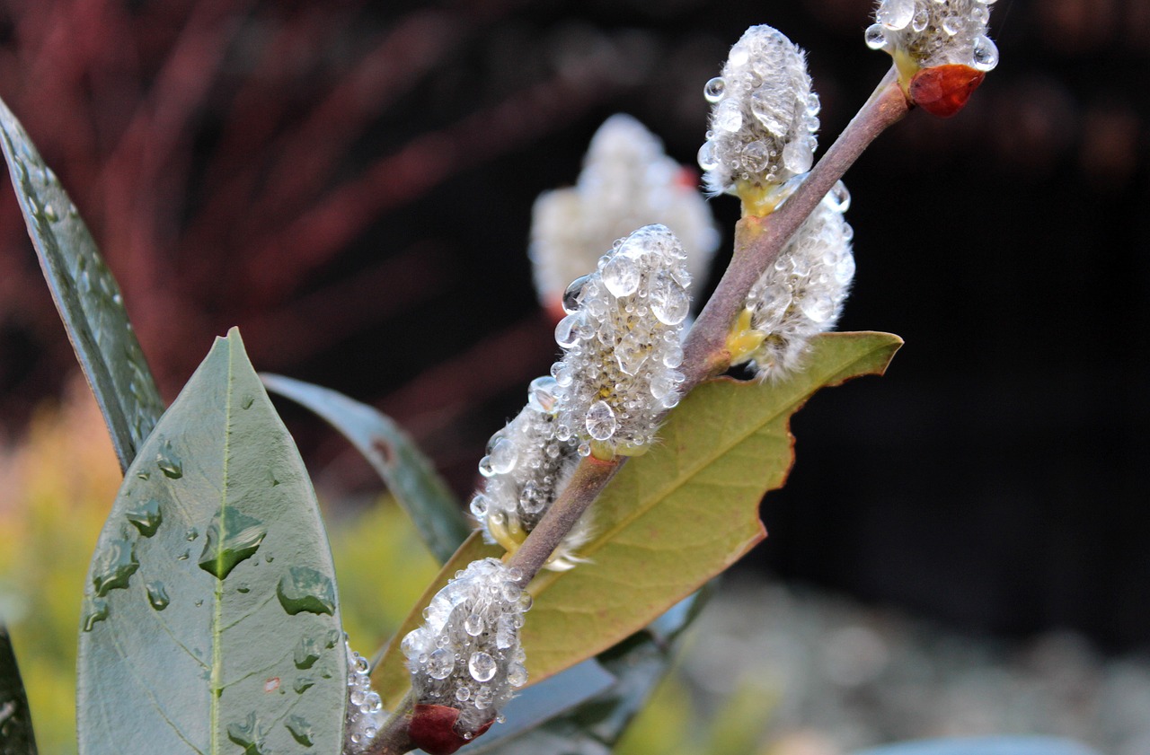 willow catkin spring branch free photo