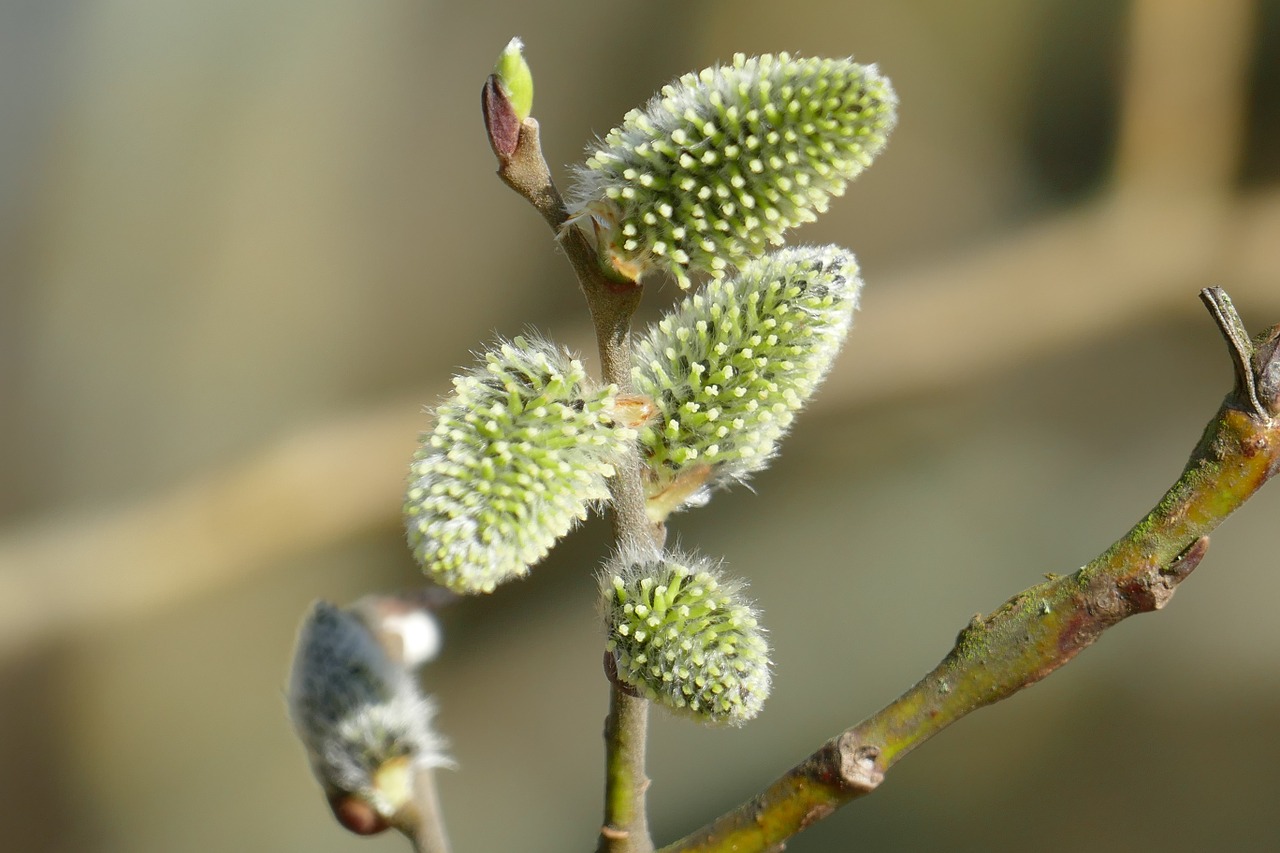 willow catkin nature early bloomer free photo