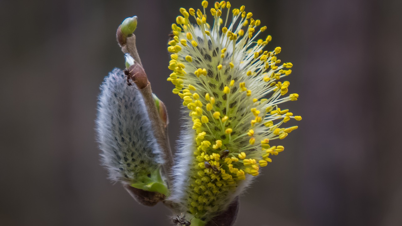 willow catkin spring hope free photo