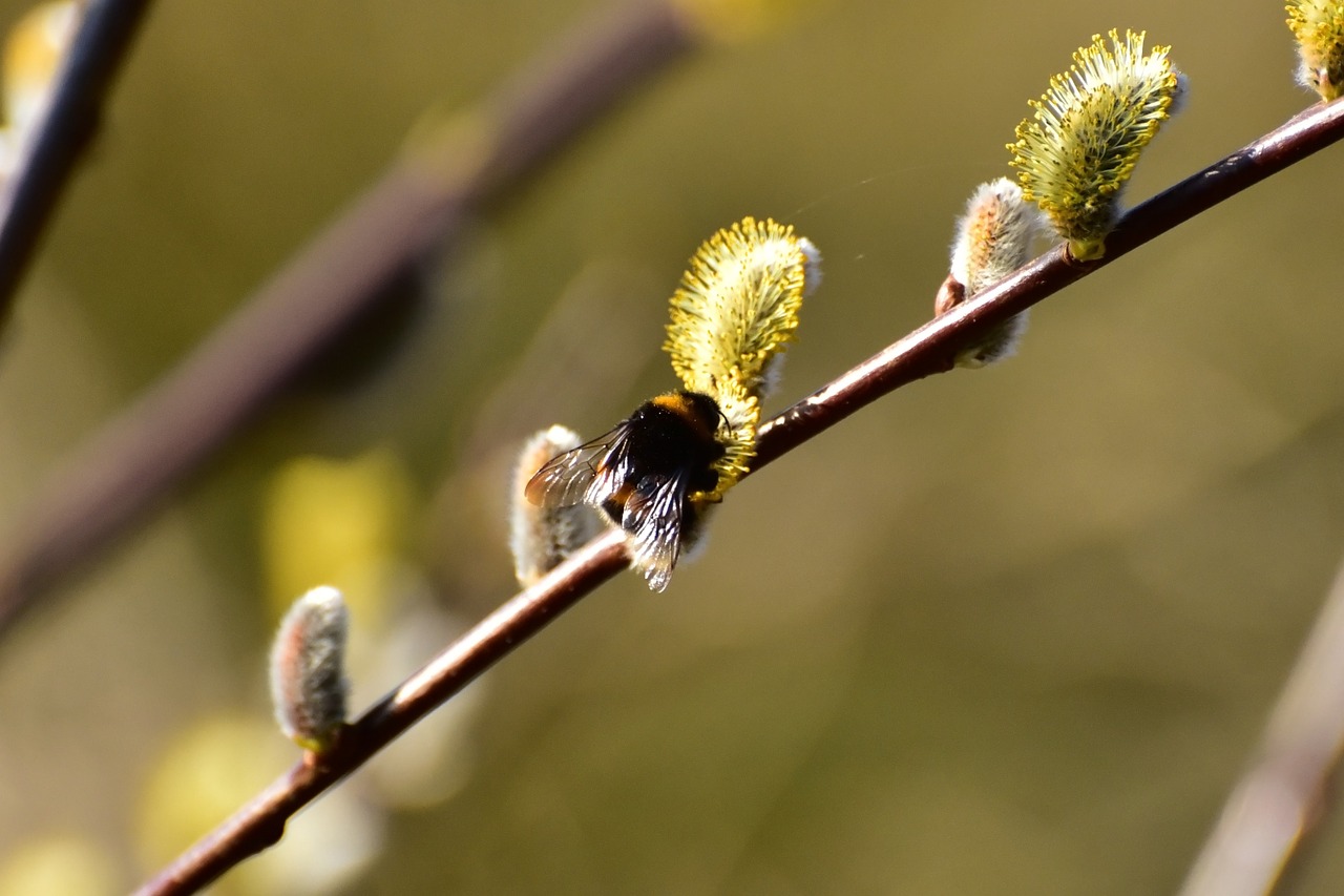 willow catkin hummel harbinger of spring free photo