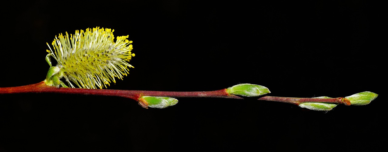 willow catkin spring sun free photo