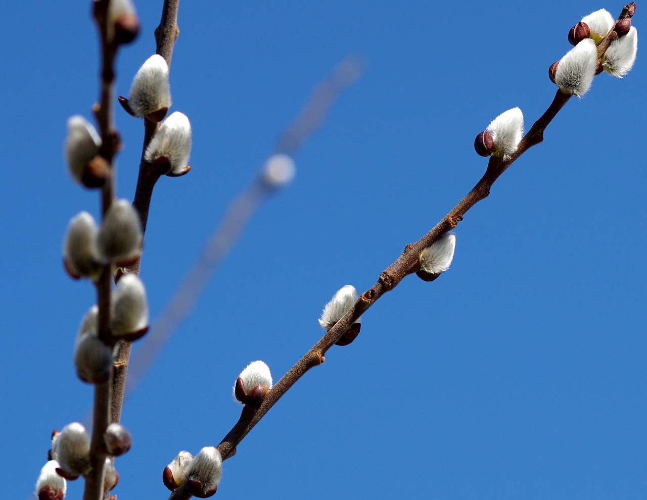 willow catkin fluffy nature free photo