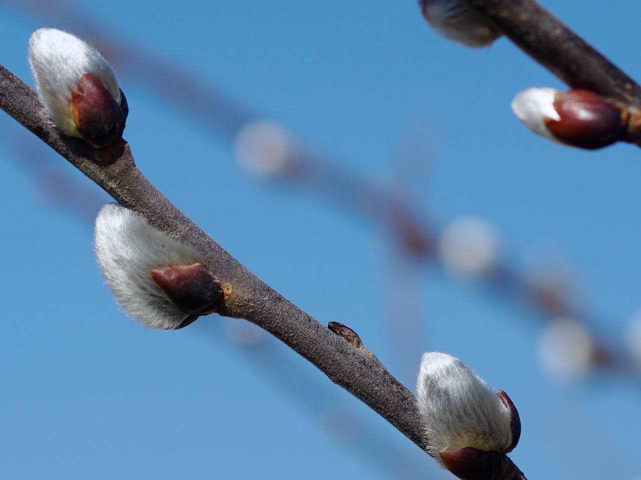 willow catkin fluffy nature free photo