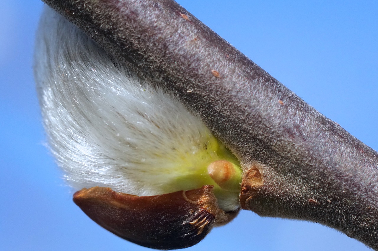 willow catkin harbinger of spring spring free photo