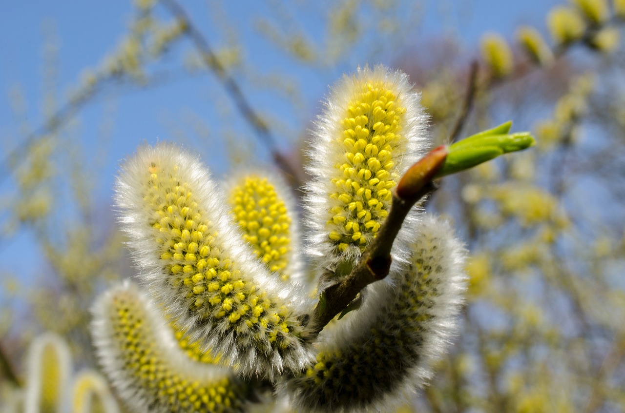 willow catkin spring summer free photo