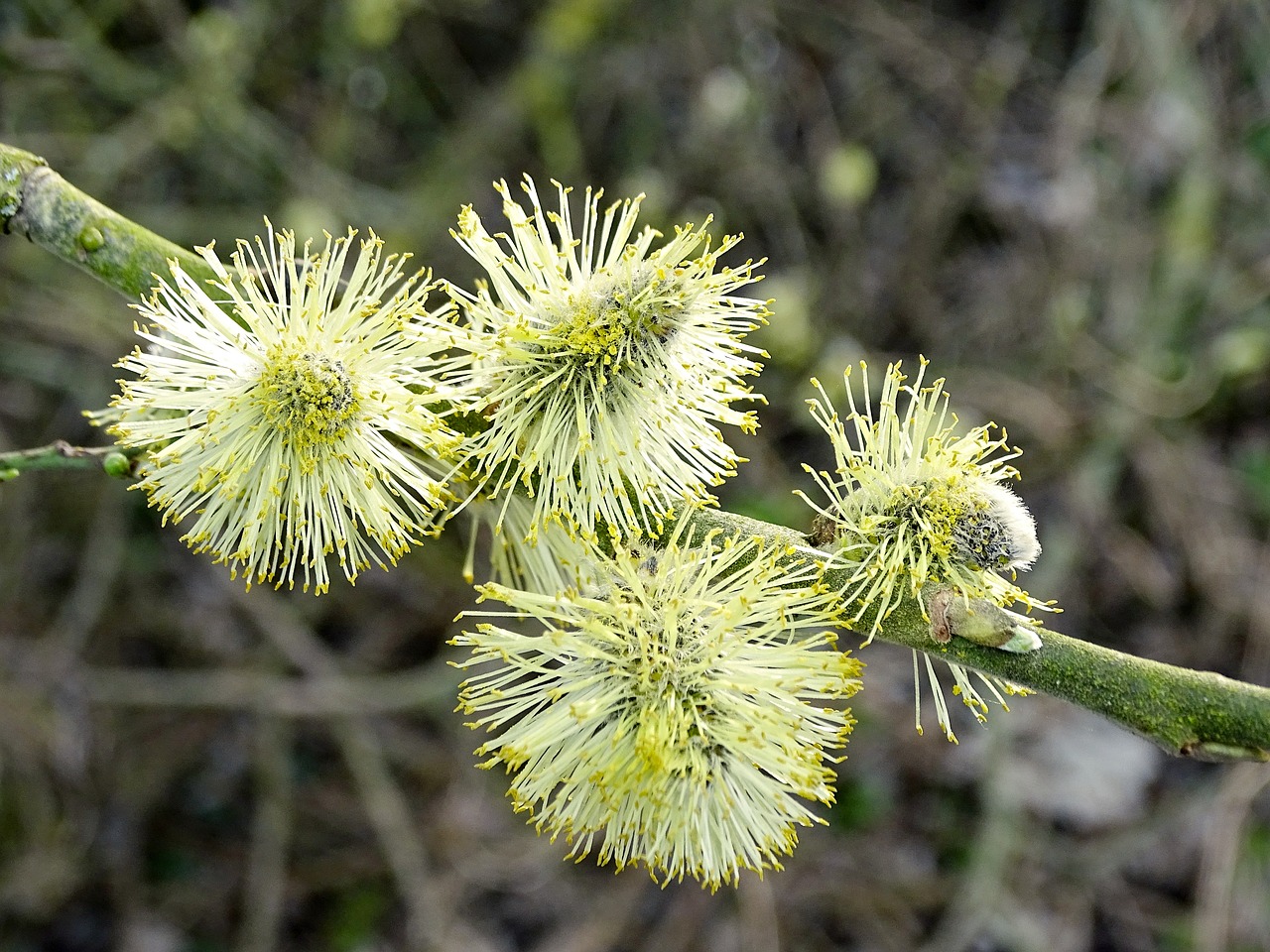 willow catkin blossomed inflorescence free photo