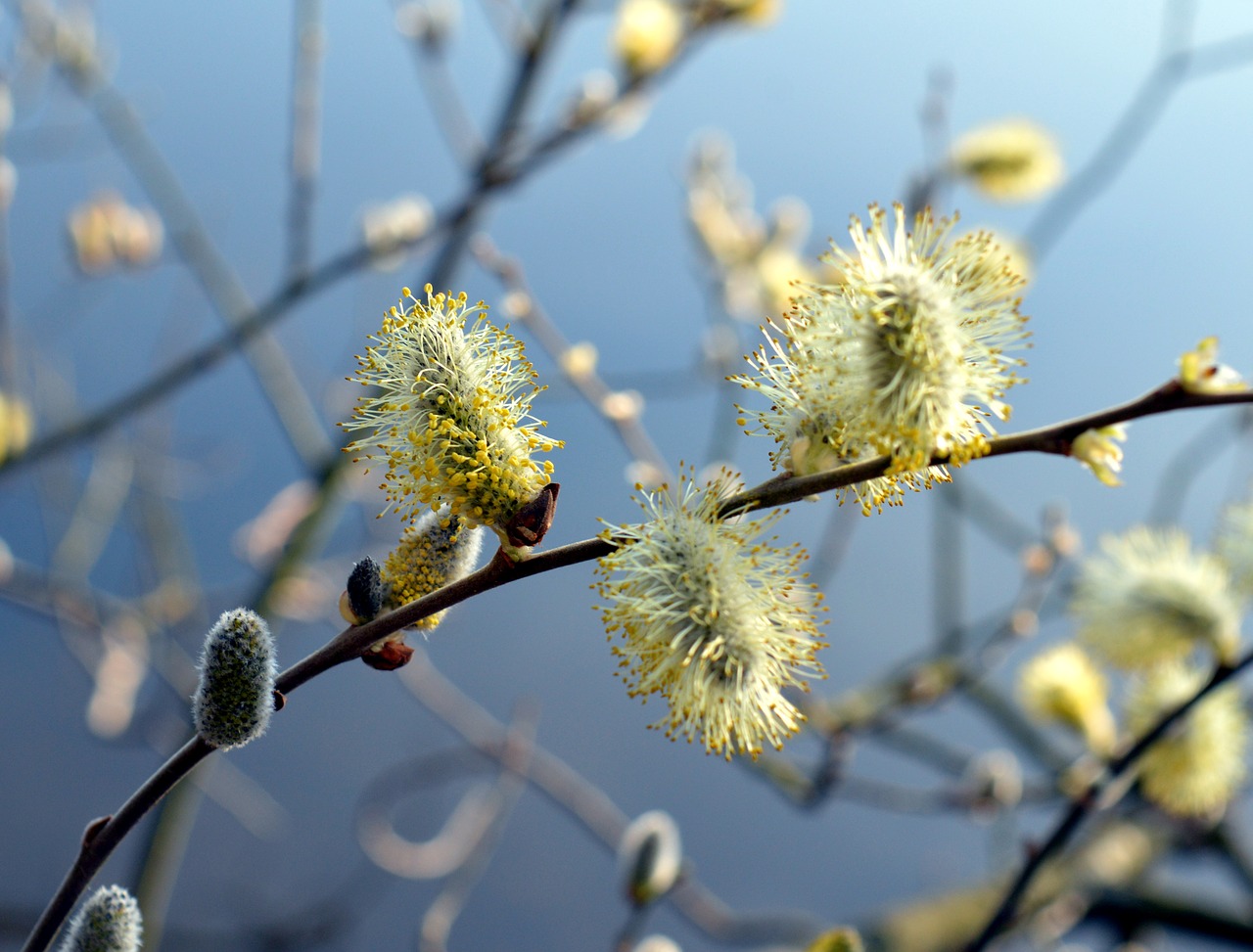 willow catkin blossom bloom free photo