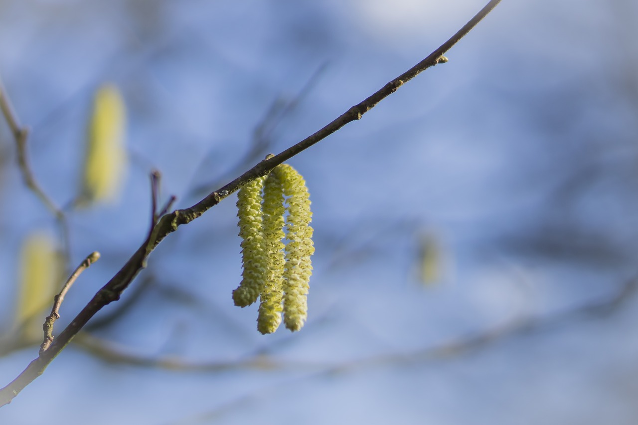 willow catkin spring tree free photo