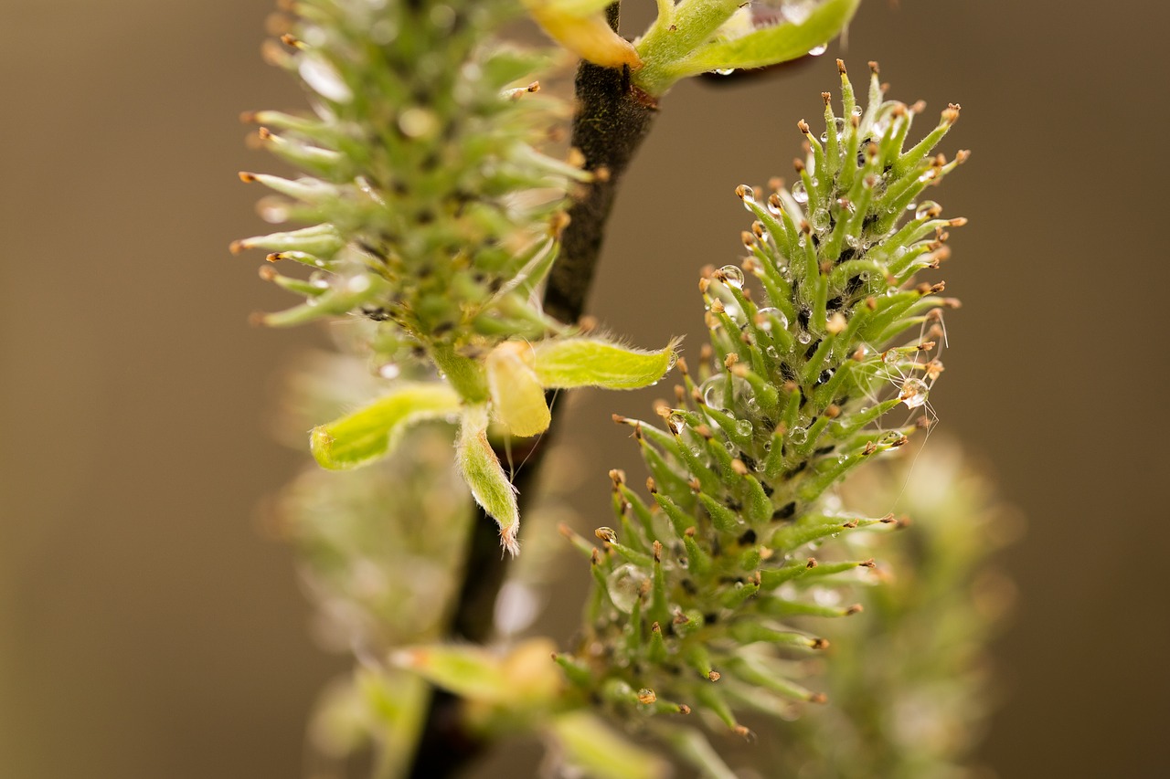 willow catkin branch wet free photo