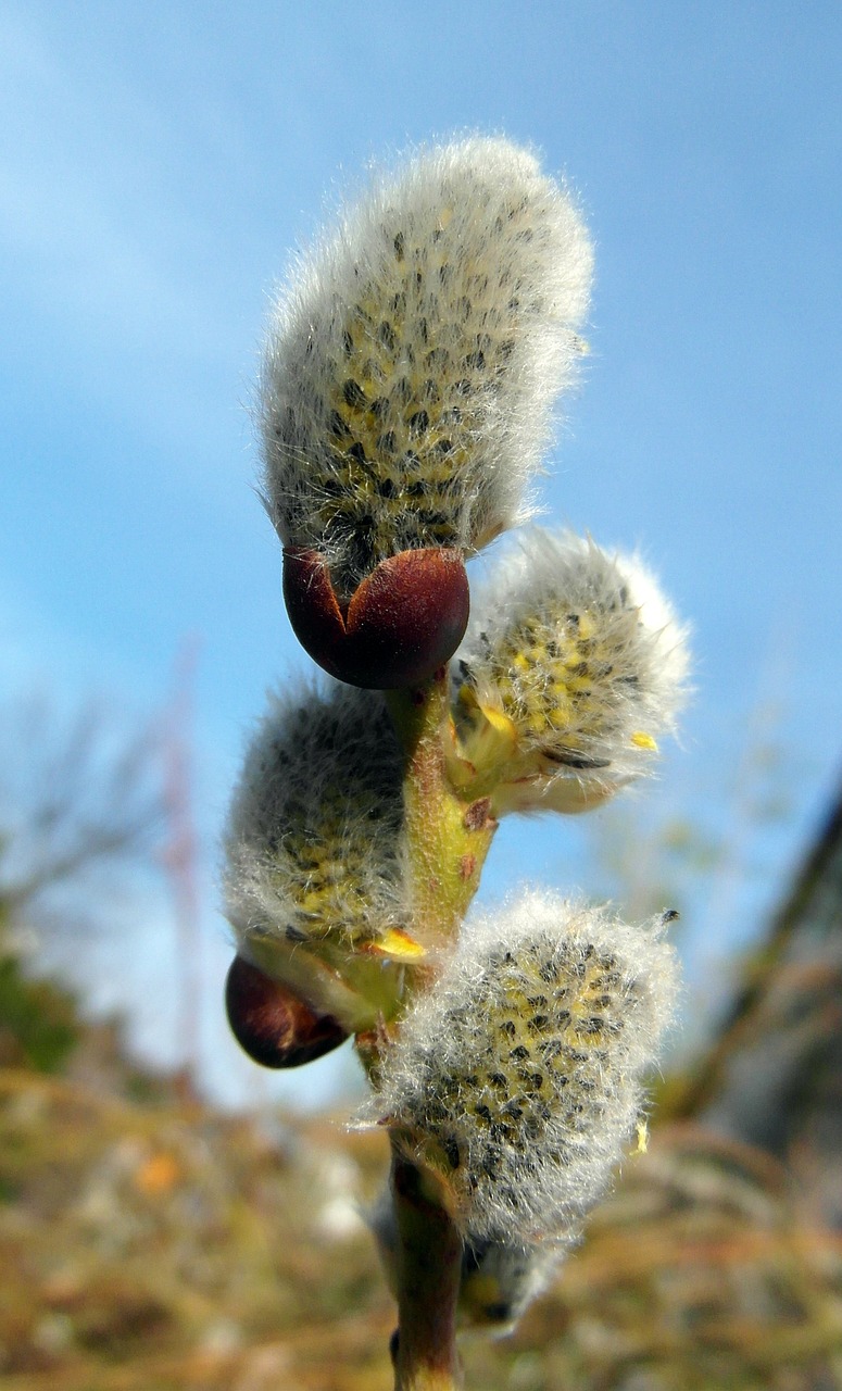 willow catkin spring march free photo