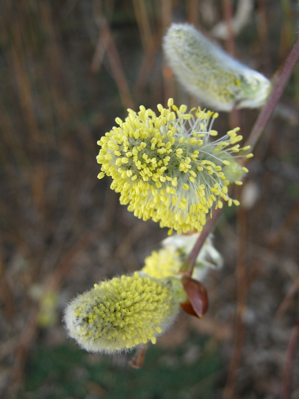 willow catkin spring grazing greenhouse free photo