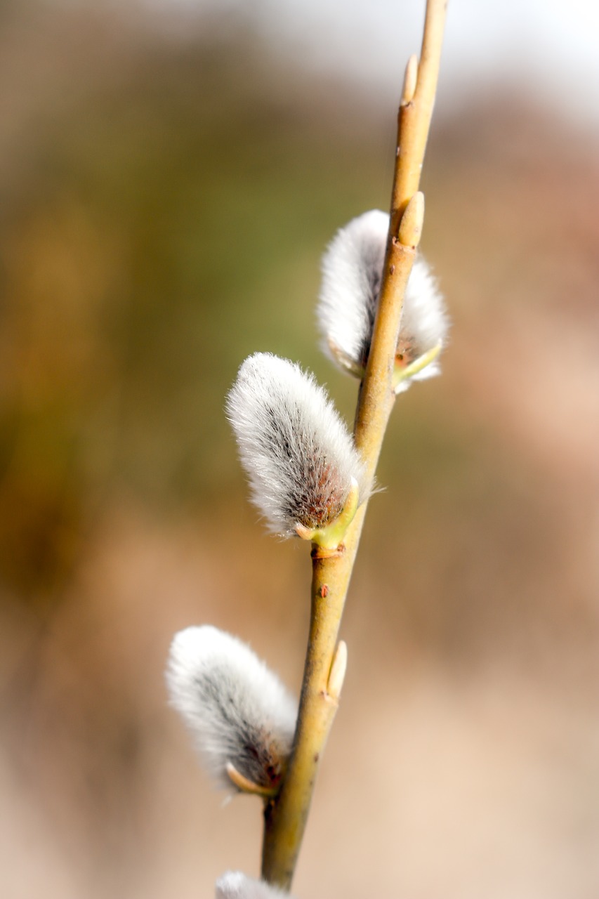 willow catkin spring signs of spring free photo