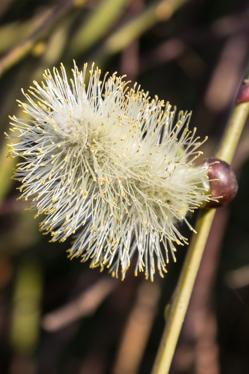 willow catkin spring free pictures free photo
