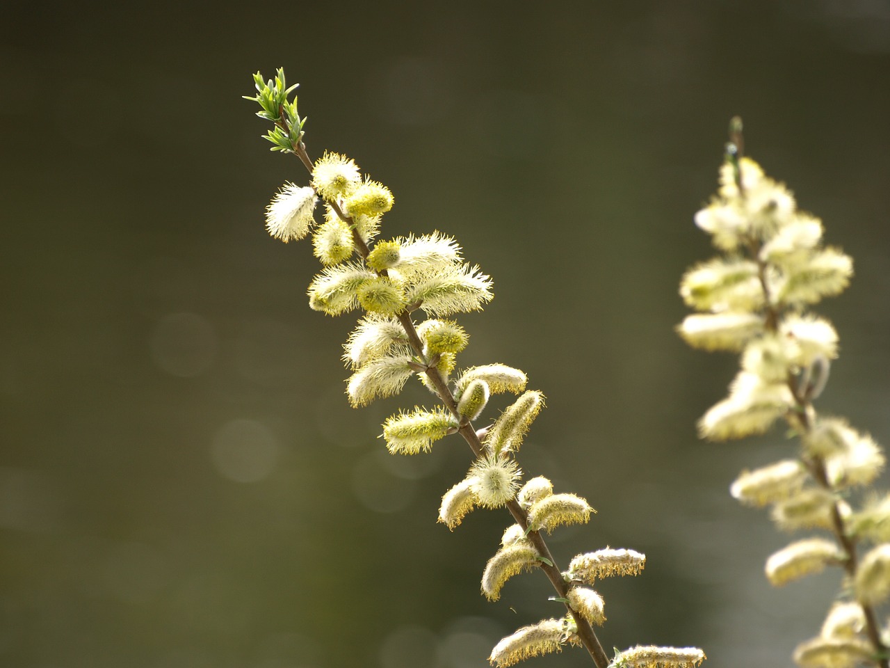 willow catkin grazing greenhouse free pictures free photo
