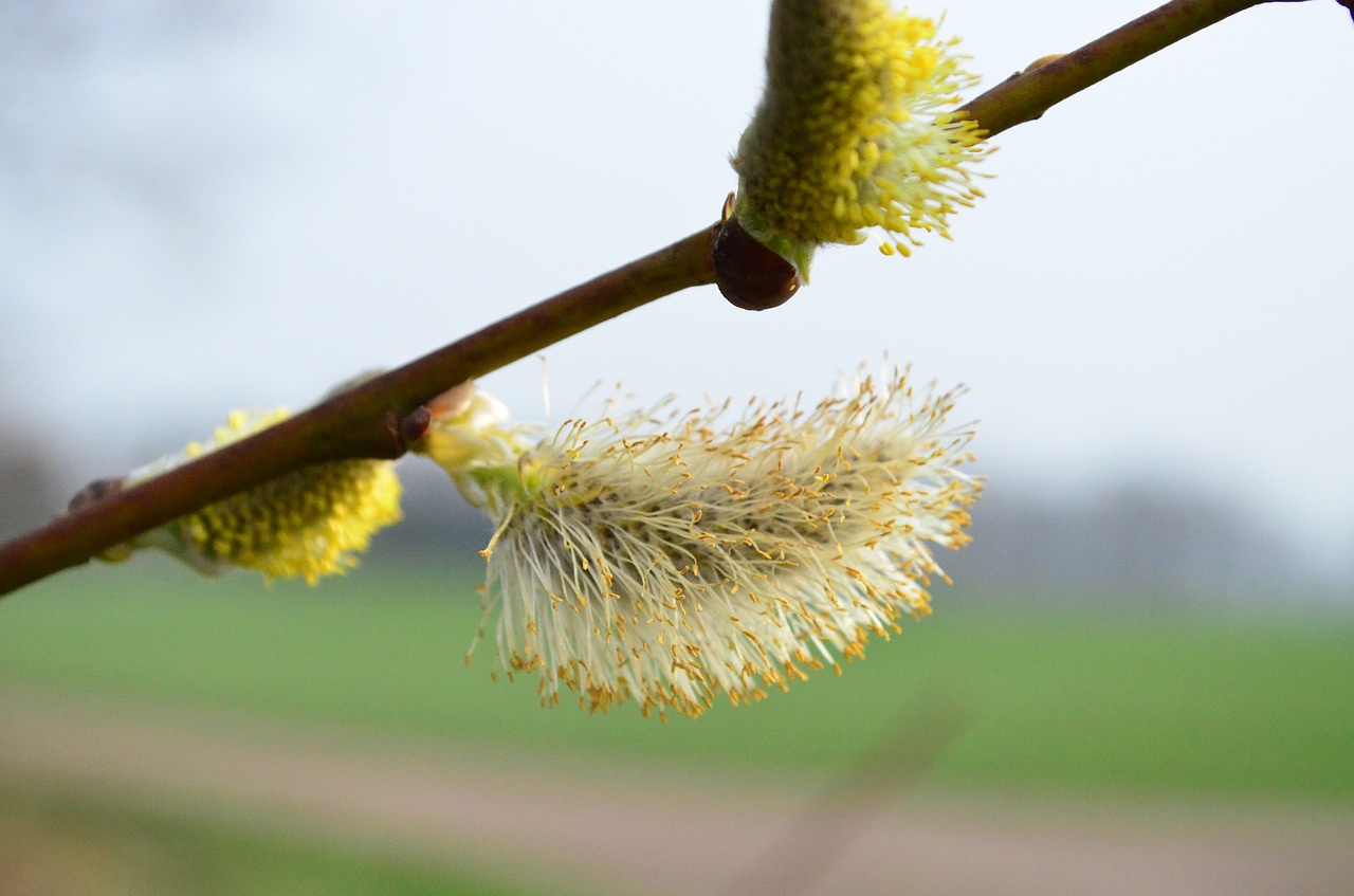 willow catkin pasture inflorescence free photo