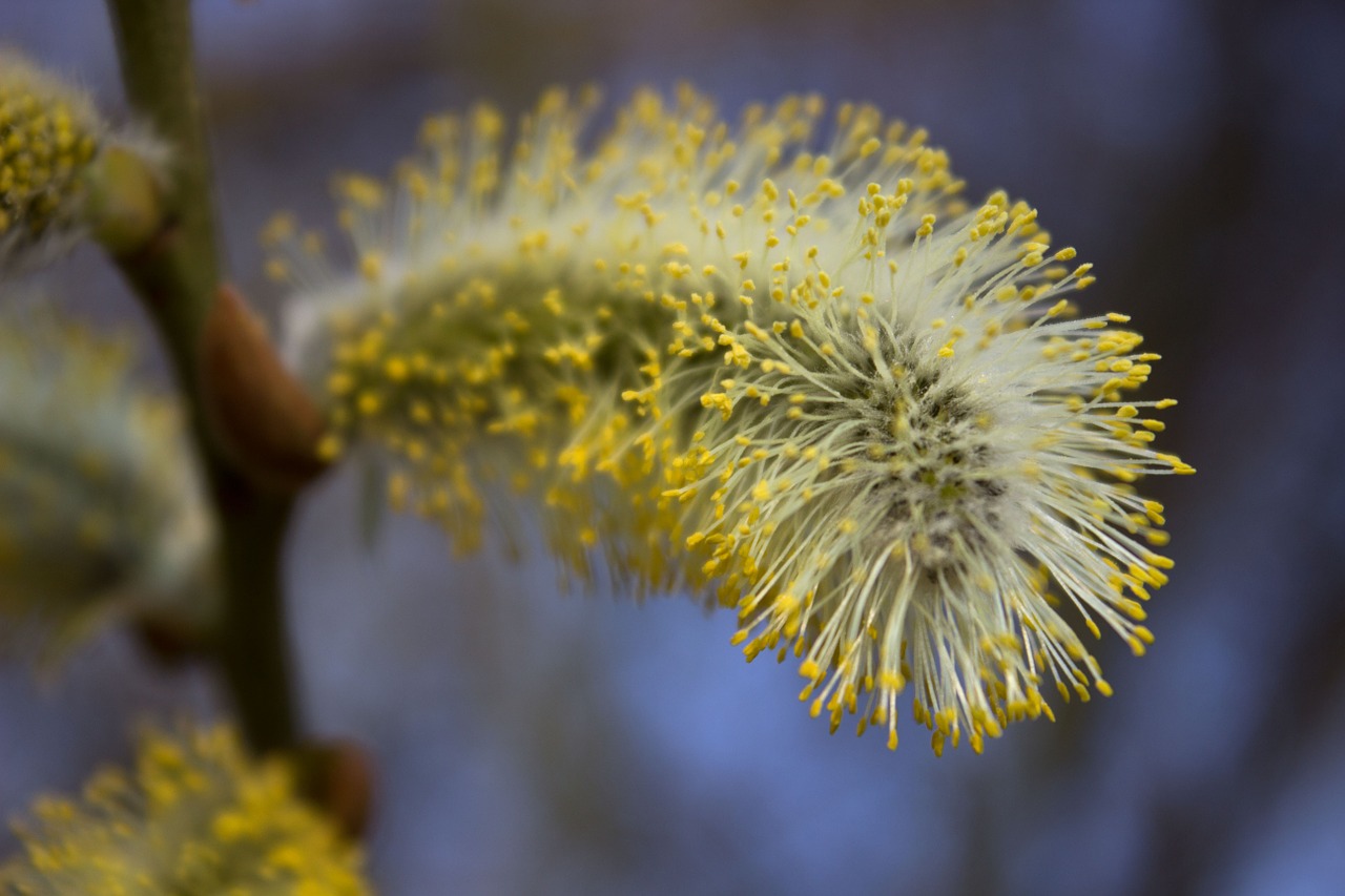 willow catkin grazing greenhouse spring free photo