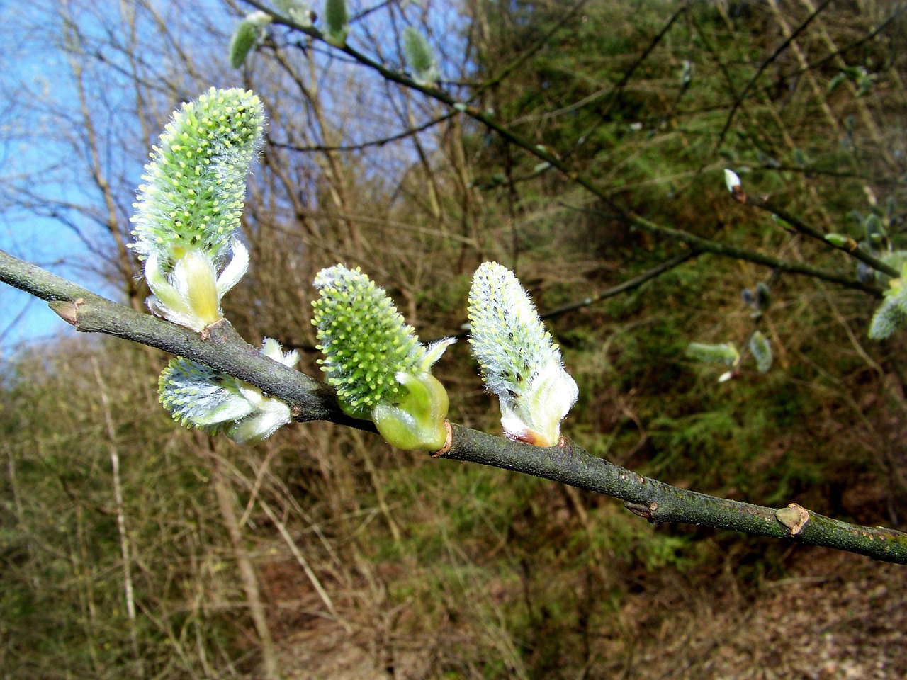 willow catkin plant nature free photo