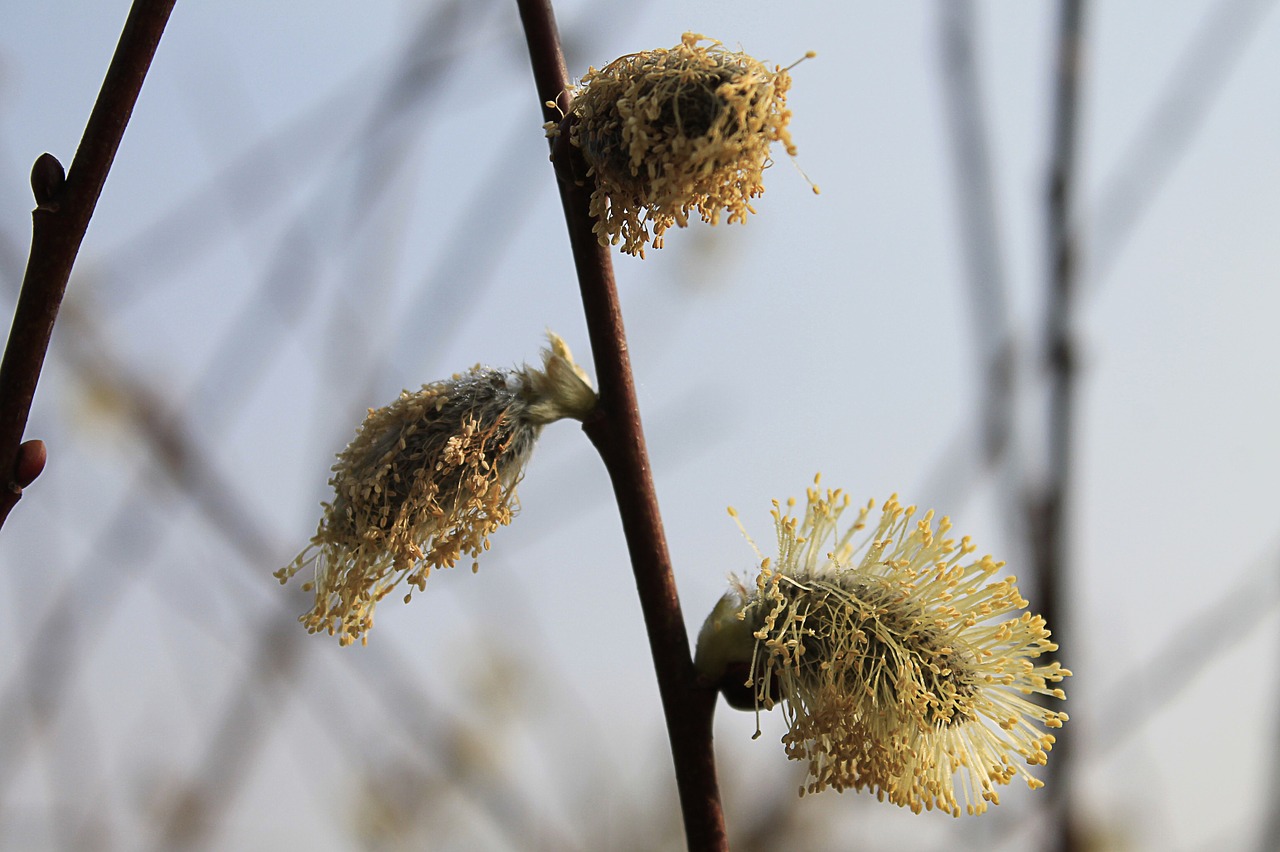 willow catkin grazing greenhouse branches free photo