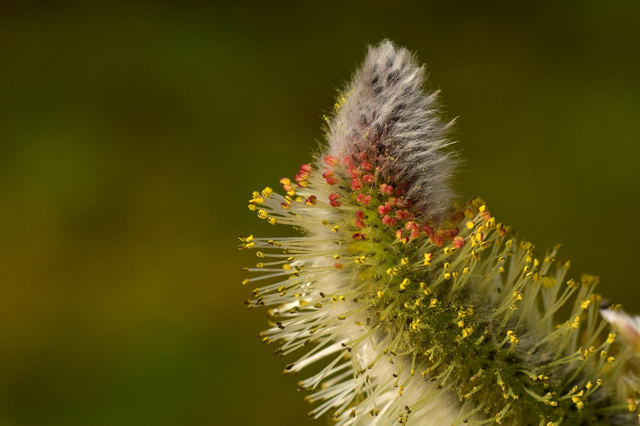 willow catkin pasture tender free photo