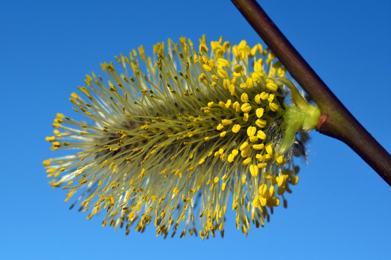 willow catkin pasture tender free photo