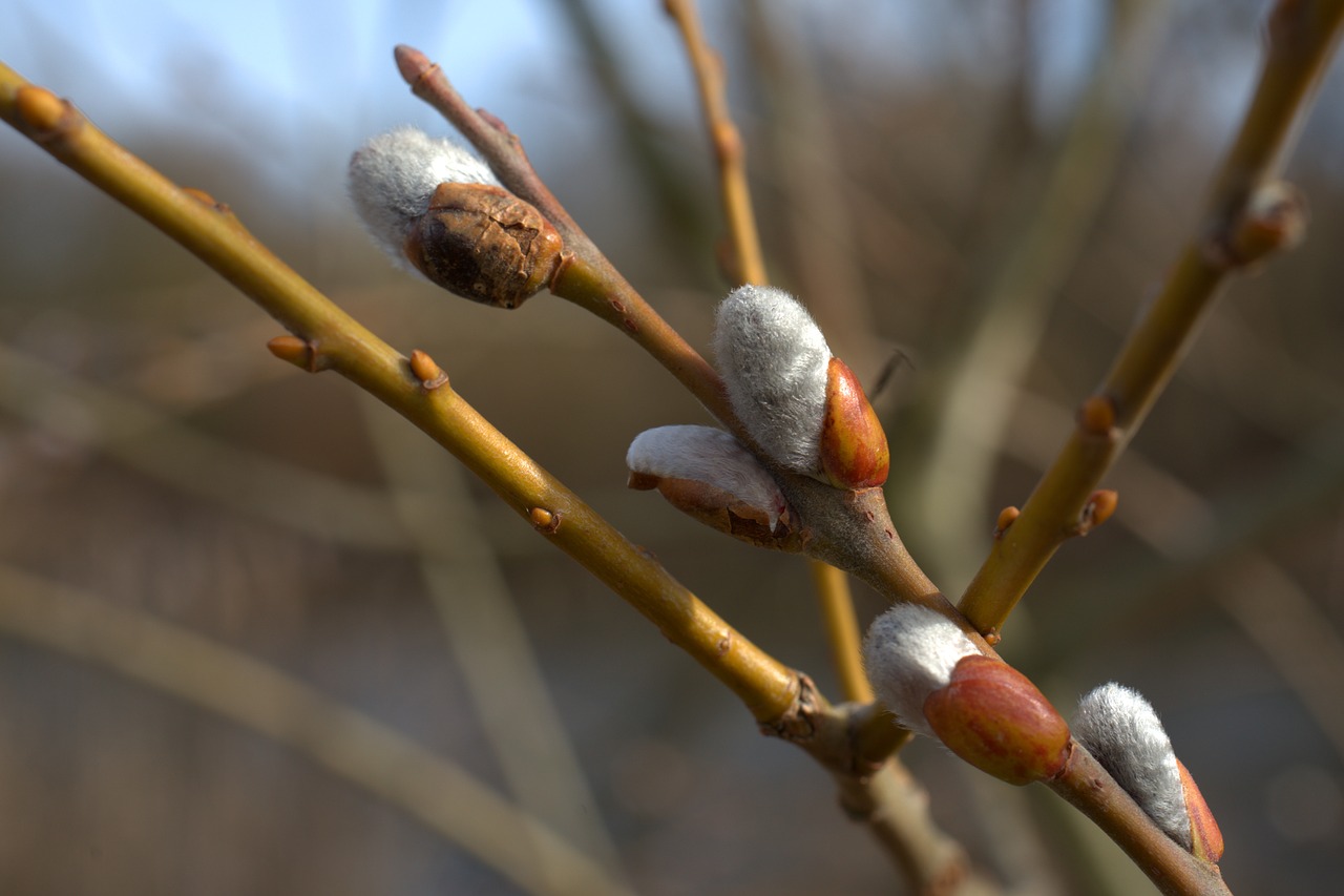 willow catkin  spring  easter free photo