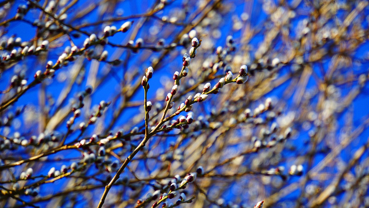 willow catkin  february  winter free photo