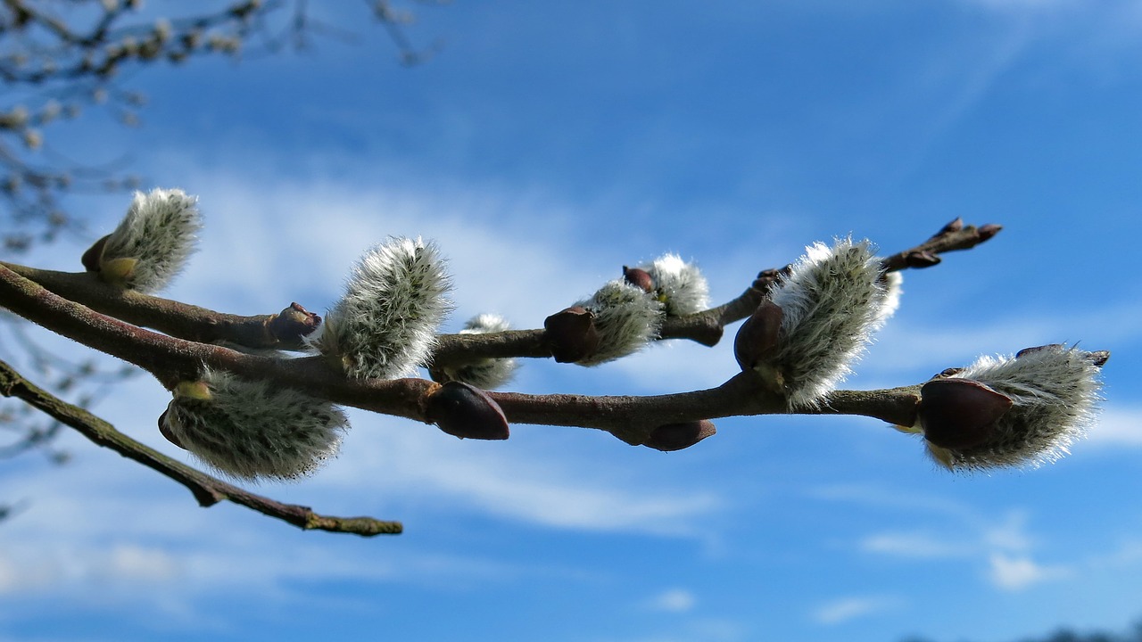 willow catkin  bush  spring free photo