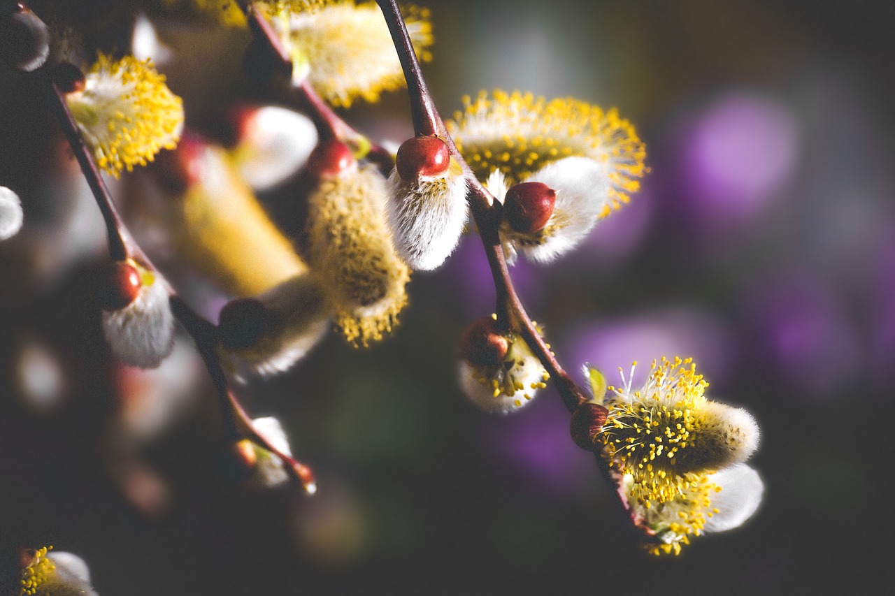 willow catkin  flowers  spring free photo