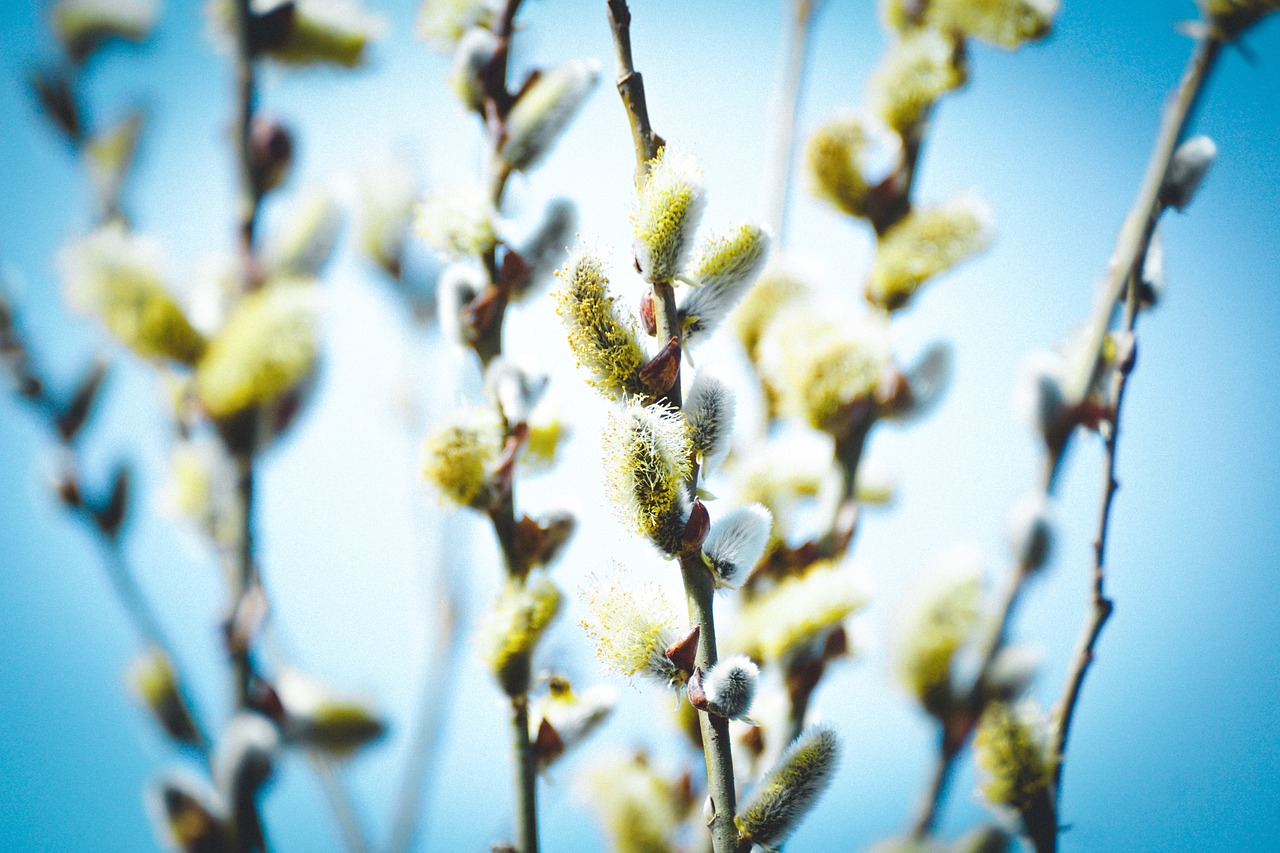 willow catkin  flowers  spring free photo