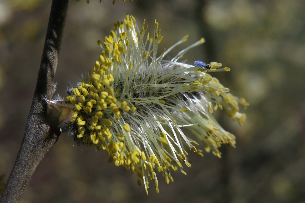 willow catkin  insect  blossom free photo