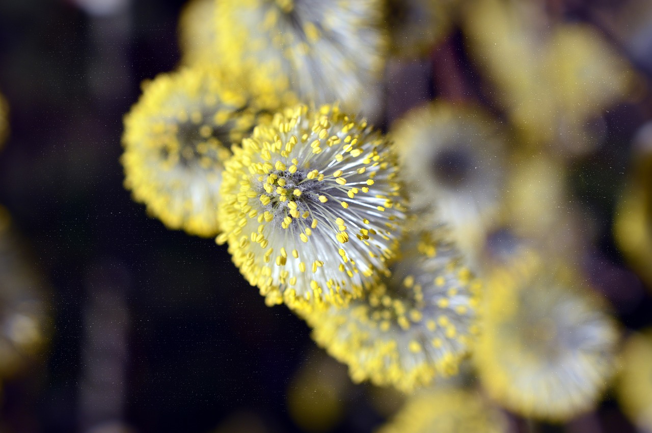 willow catkin  willow family  stamens free photo