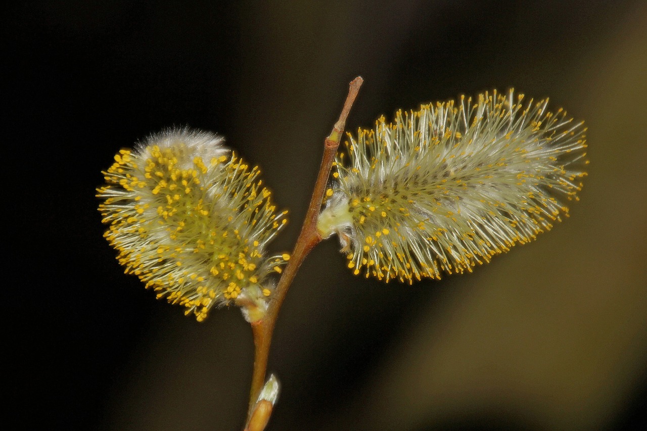 willow catkin  nature  plant free photo