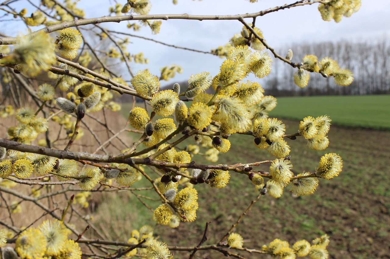 willow catkin  flowers willow  flowers free photo