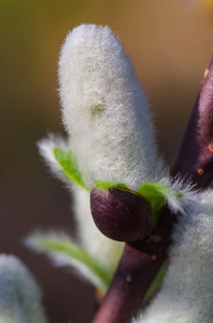 willow catkin  soft  plant free photo