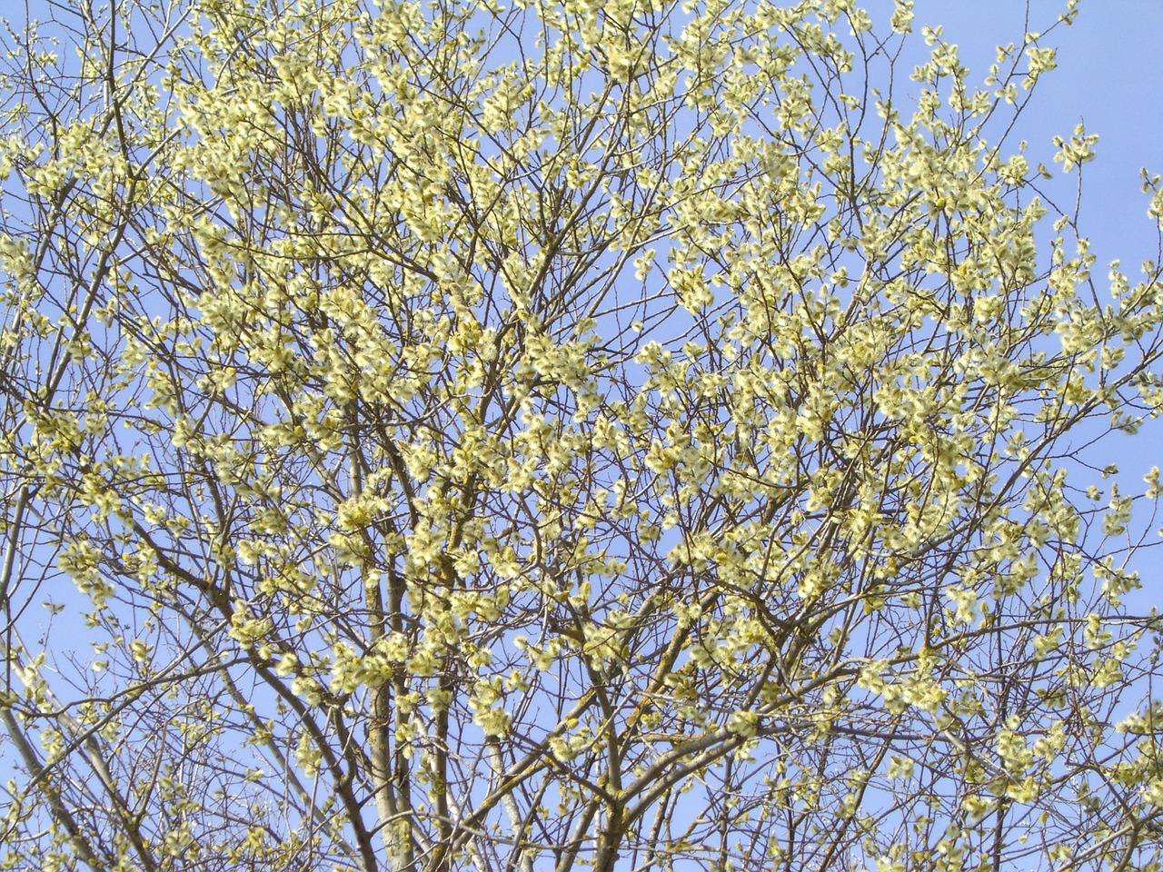 willow catkin spring bloom free photo