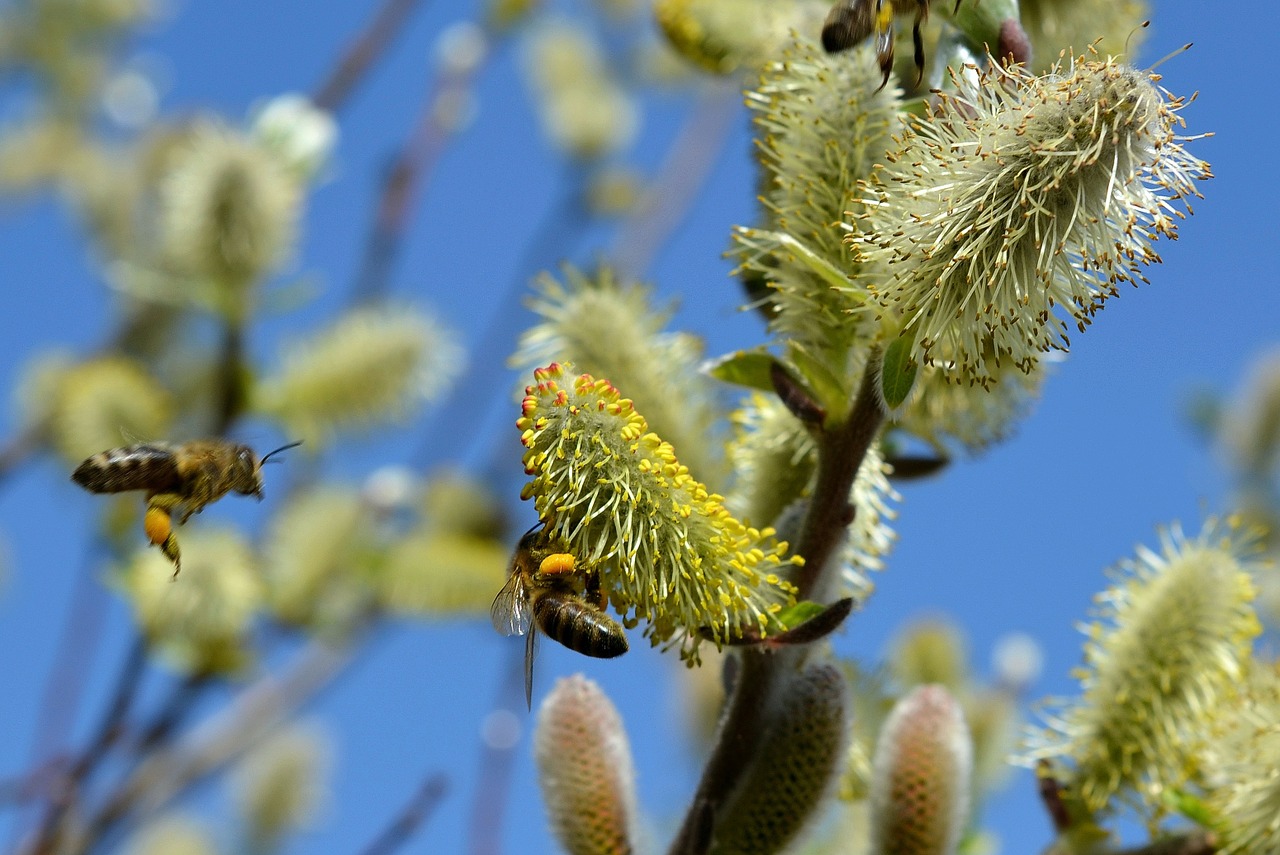 willow catkin spring bees free photo