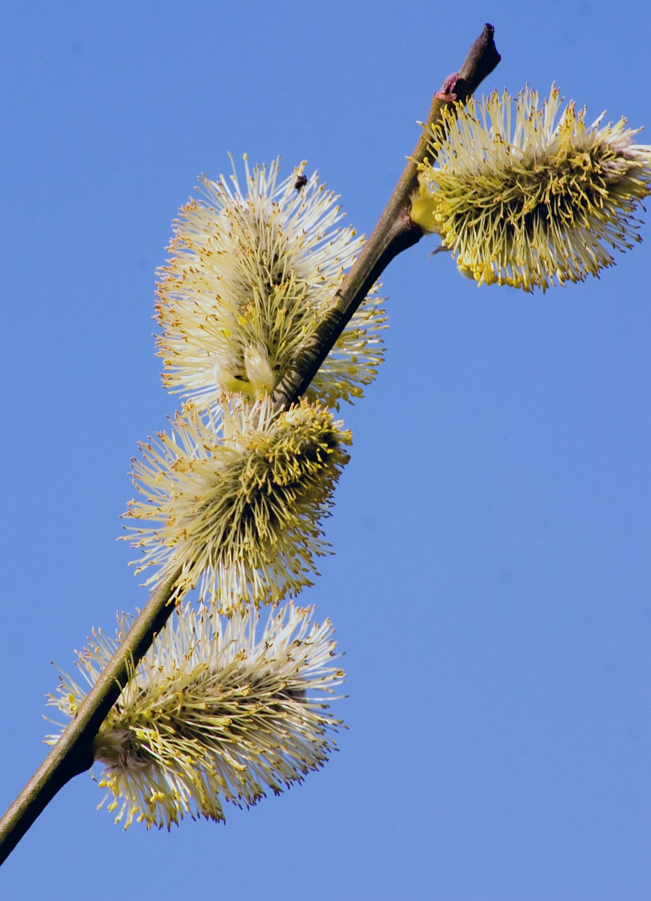 willow catkin pasture blossom free photo