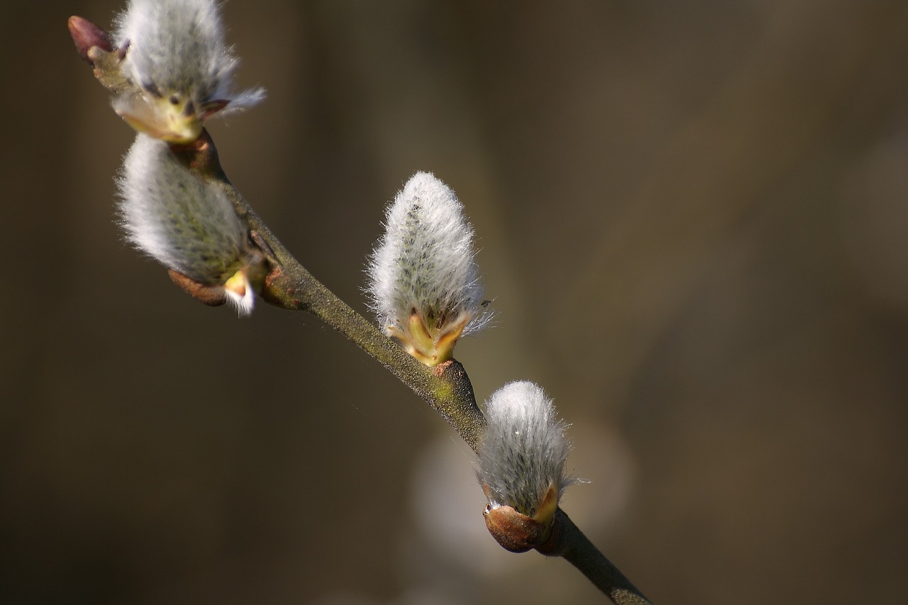 willow catkin branch pasture free photo