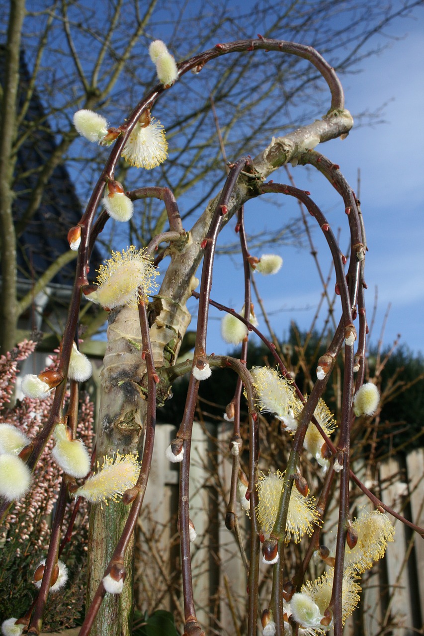 willow catkin tree spring free photo