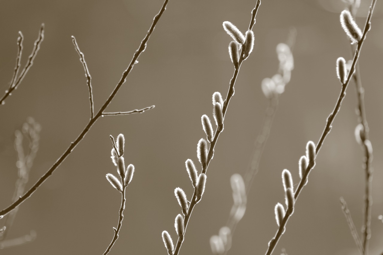 willow catkin nature spring awakening free photo