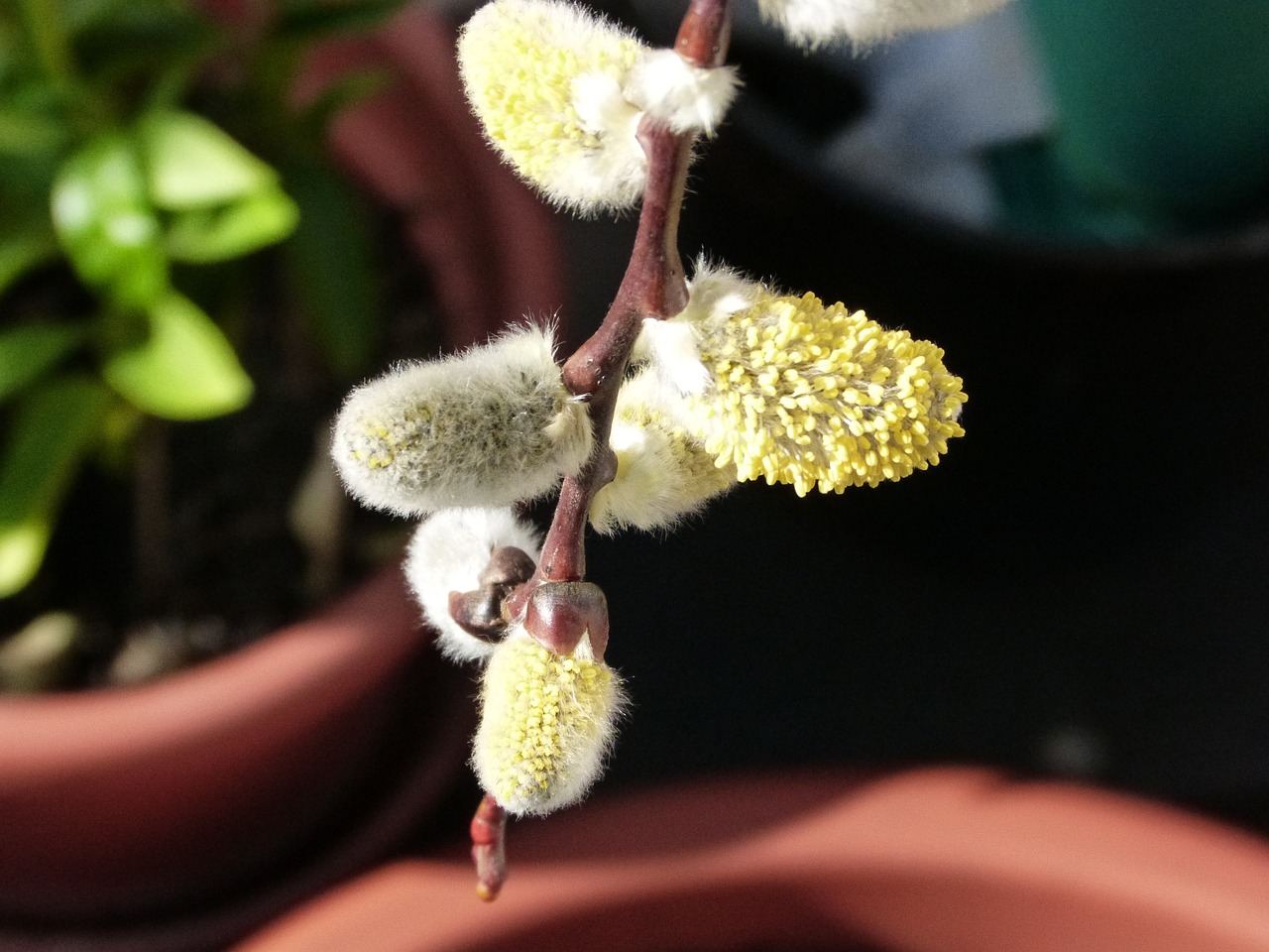 willow catkin bush nature free photo