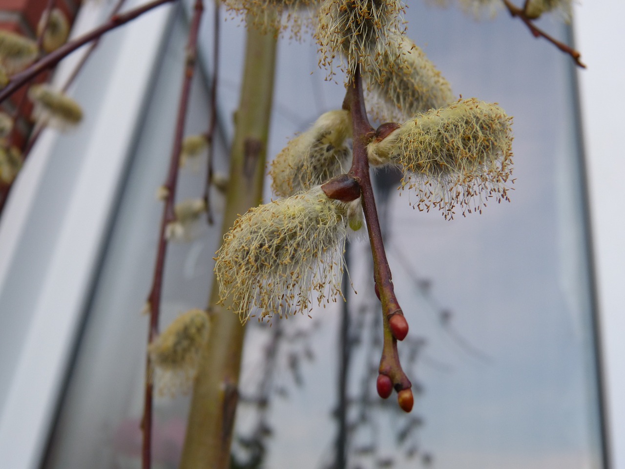 willow catkin faded pollen free photo